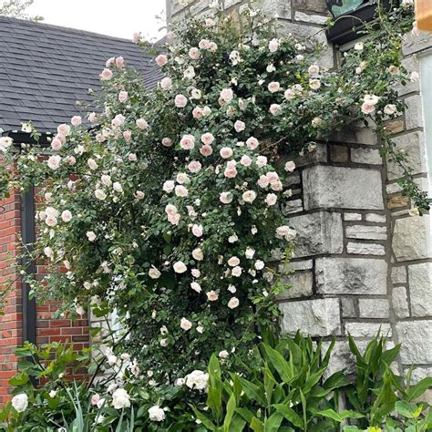 爬藤玫瑰種植|如何种好爬藤玫瑰 Climbing rose